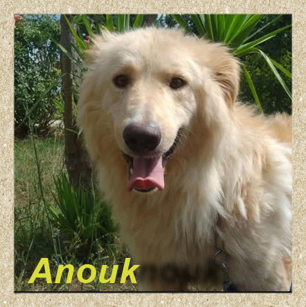 Anouk. Collie-Mischlings-Rüde- vorgestellt von Collies und Shelties in Not