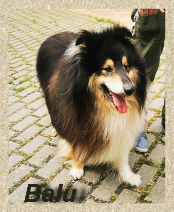 Balu, Collie-Rüde- vorgestellt von Collies und Shelties in Not