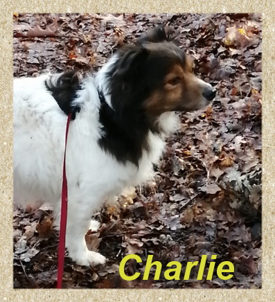 Charlie, Papillon-Mix-Rüde- vorgestellt von Collies und Shelties in Not