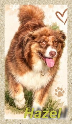 Hazel, Australien-Shepherd-Hündin- vorgestellt von Collies und Shelties in Not