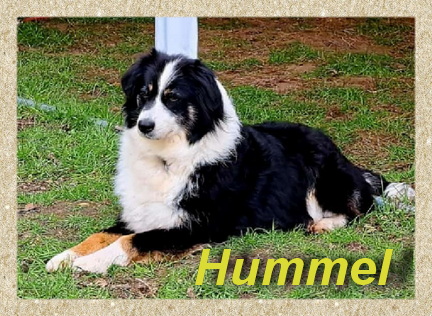 Hummel, Australien Scheppard Hündin- vorgestellt von Collies und Shelties in Not