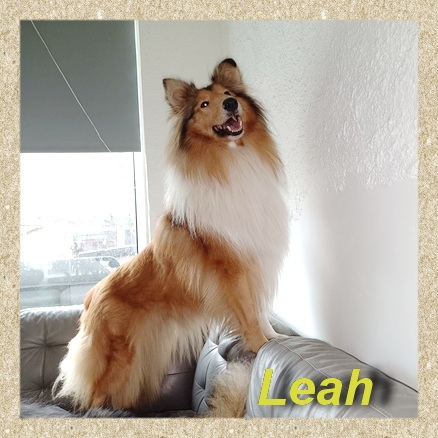 Leah, Collie-Hündin- vorgestellt von Collies und Shelties in Not