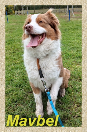 Maybel, Australien Scheppard Hündin- vorgestellt von Collies und Shelties in Not