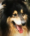 Balu, Collie-Rüde