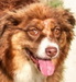Hazel, Australien-Shepherd-Hündin