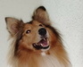 Leah, Collie-Hündin
