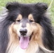 Pepe, Collie-Rüde