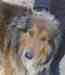 Collies-und-shelties-in-not.de