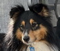 Ritchie, Sheltie-Rüde