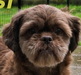 Rosi,Shih-Tzsu-Mix-Hündin