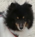 Shawn, Sheltie-Rüde