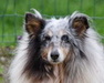Sheltie-Hündin