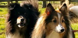 Ben und Gerry, Sheltie Rüden